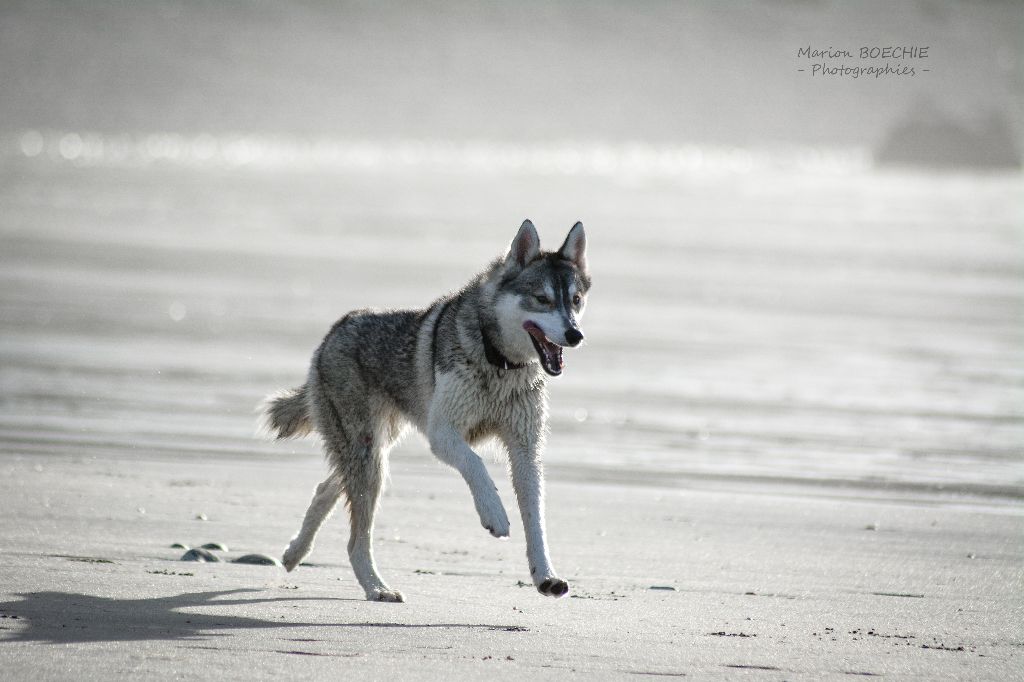 Nawa Of Nootka Sounds